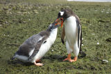 Gentoo Penguins feeding